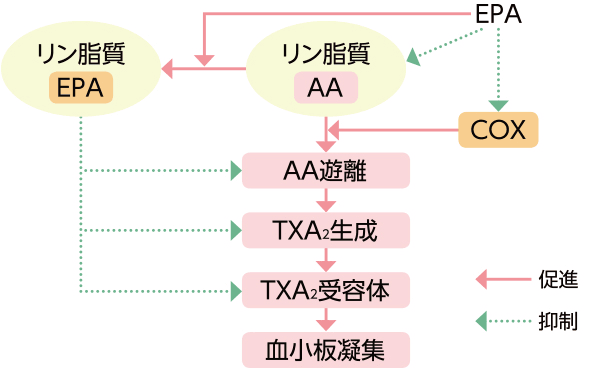 図：安定プラークと不安定プラーク