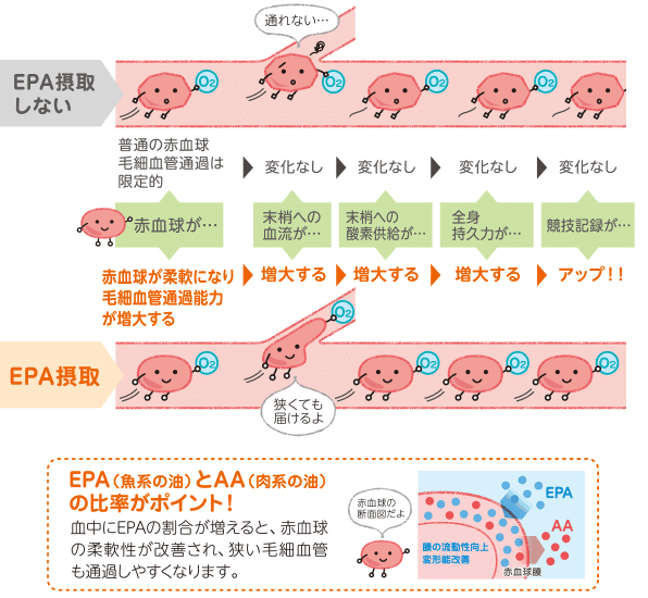 図：EPA（魚系の油）とAA（肉系の油）の比率がポイント