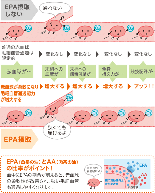 図：EPA（魚系の油）とAA（肉系の油）の比率がポイント
