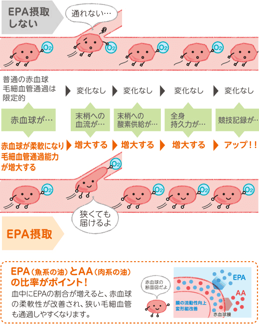 図:EPA(魚系の油)とAA(肉系の油)の比率がポイント